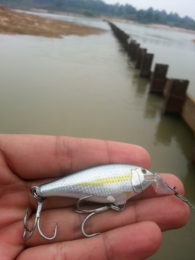 

 [center] [b]ตัวนี้เลยครับ ตัวเก่งประจำเจ้าพระยา[/b][/center]

 [center] [b]rapala shad rap 5 