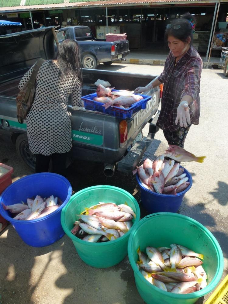 เหลือจากแบ่งกันเอากลับไปฝากคนที่บ้านก็แวะตลาดตะพงขายให้แม่ค้าครับ แม่ค้าบอกว่าเราดองน้ำแข็งปลามาไม่ด