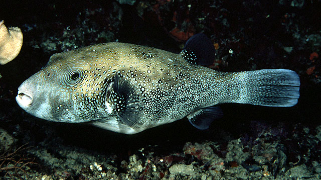 ปลาปักเป้าจุดฟ้า
Arothron caeruleopunctatus  Matsuura, 1994	
 Blue-spotted puffer 
ขนาด 80cm
พบใ