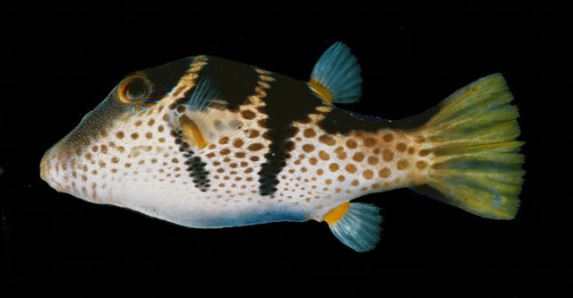 ปลาปักเป้าเล็กหลังบั้ง
Canthigaster valentini  (Bleeker, 1853)	
 Valentin's sharpnose puffer 
ขน