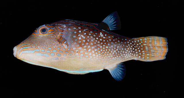 ปลาปักเป้าเล็กจุดขาว
Canthigaster solandri  (Richardson, 1845)	
 Spotted sharpnose ขนาด 12cm
