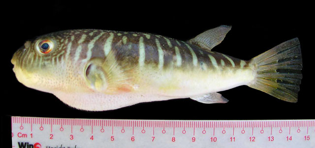 ปลาปักเป้าบั้งขาว
Takifugu oblongus  (Bloch, 1786)	
 Lattice blaasop 
ขนาด 30cm
พบตามชายฝั่งทะเล