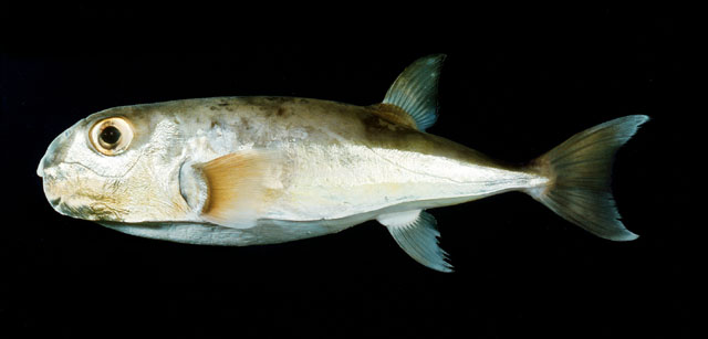 ปลาคางคกหางตัด
Lagocephalus spadiceus  (Richardson, 1845)	
 Half-smooth golden pufferfish 
ขนาด 2