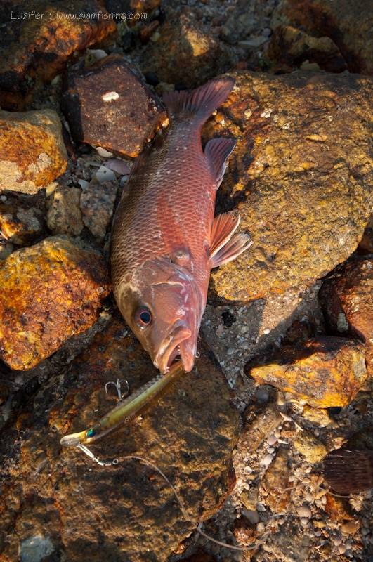  [center]tsunekishi minnow86/u.s.

จากนั้นก็กลับครับ ทริปนี้ได้ ดอกแดง 1 ตัว กระพงแดง 1 ตัว[/cente