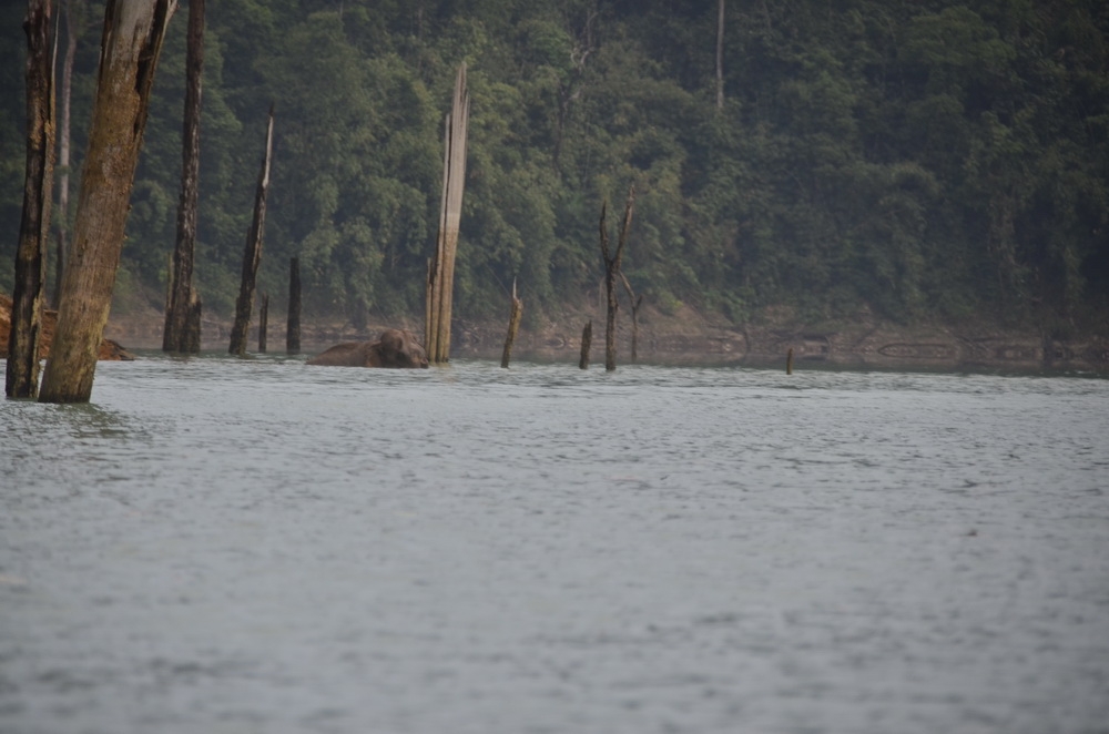 เรือวิ่งลัดเลาะเกาะมาเรื่อยสายตาไปสะดุด หัวตอใหญ่เห็นไหวๆในน้ำครับ โผ่ลแต่โหนก และปลายงวง ทำตาปริบๆถ