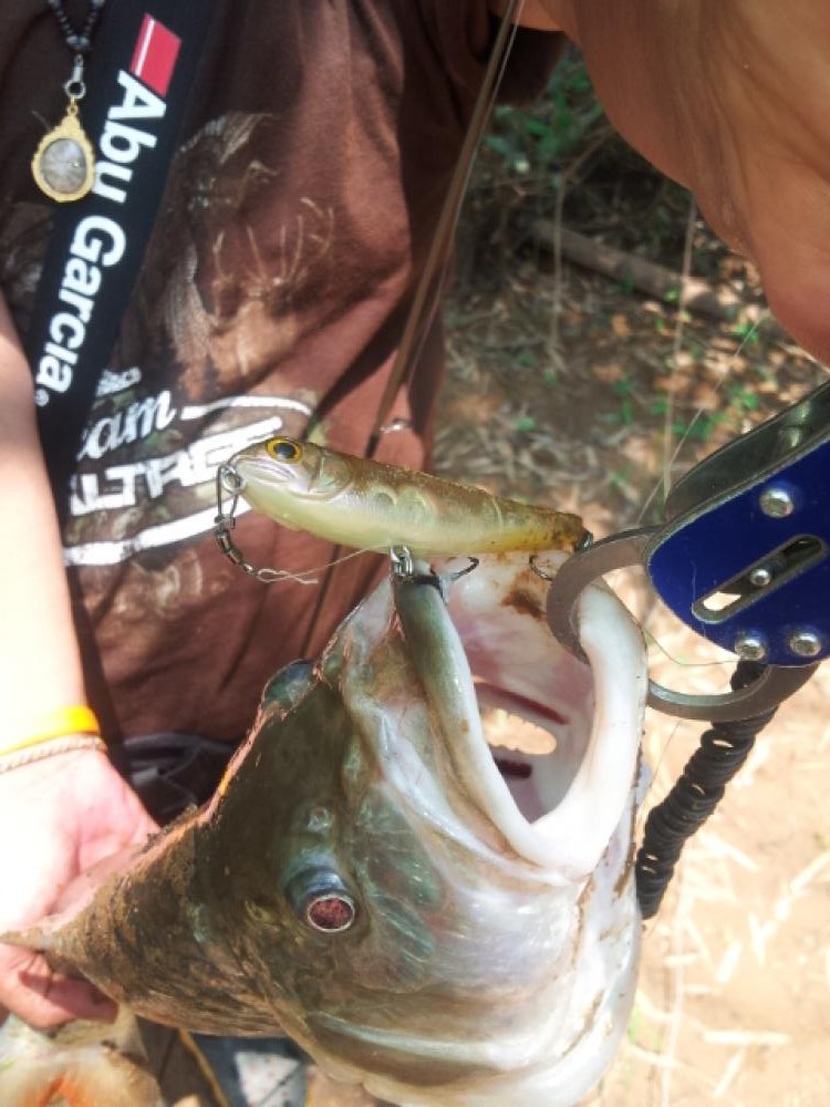Megabass Dog X jr.
 :grin: