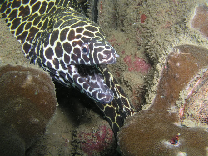 

ตัวนี้ปลาไหลมอเรย์ (Moray Eel) [url='http://th.wikipedia.org/wiki/%E0%B8%A7%E0%B8%87%E0%B8%A8%E