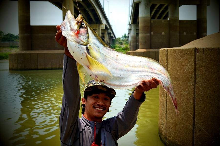 


 [center] [b]ต้องขอเก็บภาพแห่งความประทับใจ... กับปลาเบี้ยวใหญ่แม่น้ำเจ้าพระยาตัวนี้กับหมาย << 