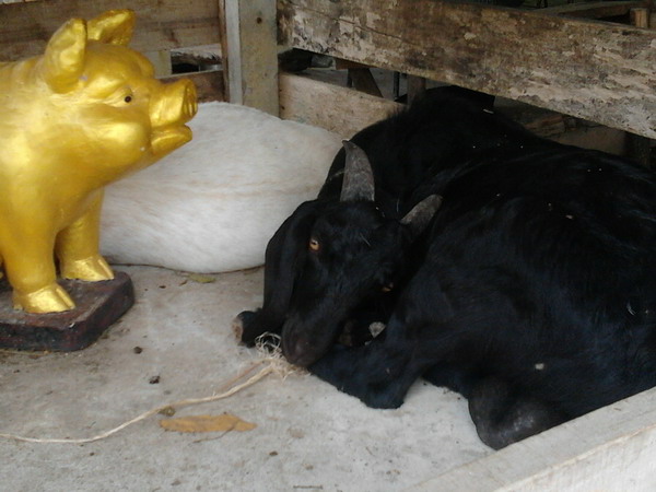 สบายจังนะ :grin: