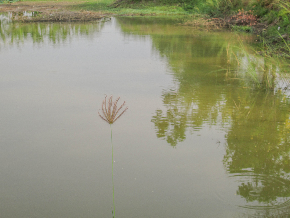  [center] [b]ลองตีตรงนี้ดูเห็นปลาช่อนขึ้นบ่อย[/b][/center]