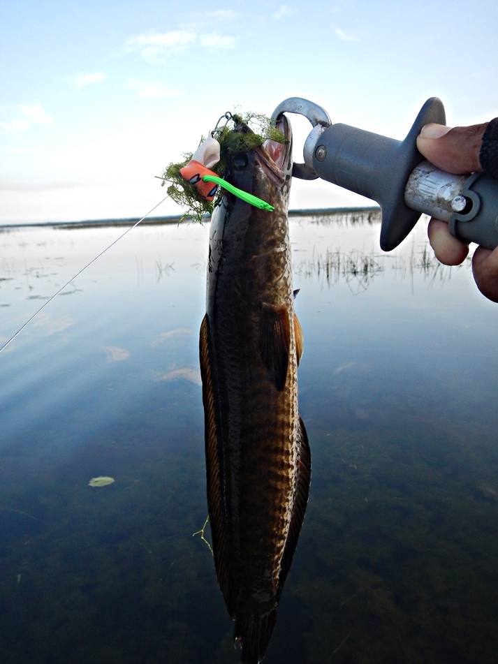 
 [center]ช่อนตัวนี้โดนชุดอุปกรณ์ นี้เลย

Rod : LEGENDXTREME SPINNING ROD LXS76MF2 6 - 12 
Reel 