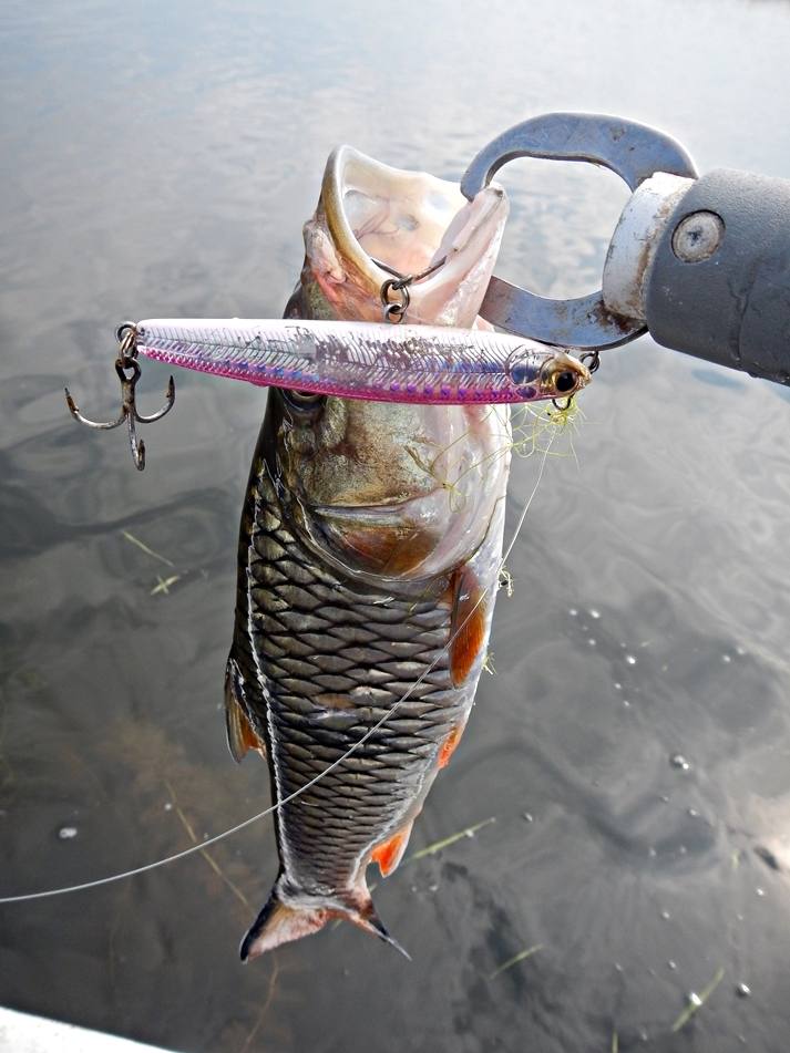 
 [center]  [b]Lure :[/b] Tackle House CRUISE-s_pen 80mm 11g Sinking Pencil [/center]

