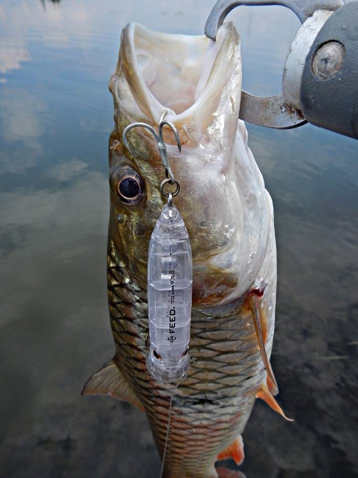 
 [center] [b]กระสูบกัด......Lure : Tackle House FEED POPPER 70mm 9.5g สีใสเหลือม[/b][/center]

