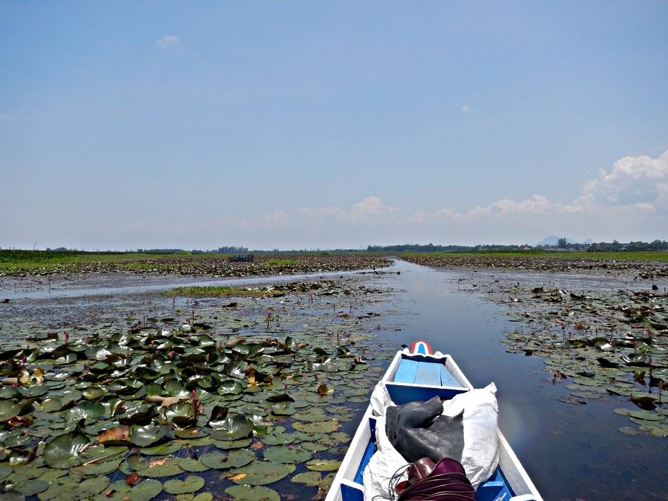 
 [center]แต่ไม่ได้แระ หมดเวลา แล่นเรือผ่านป่า...บัว[/center]

