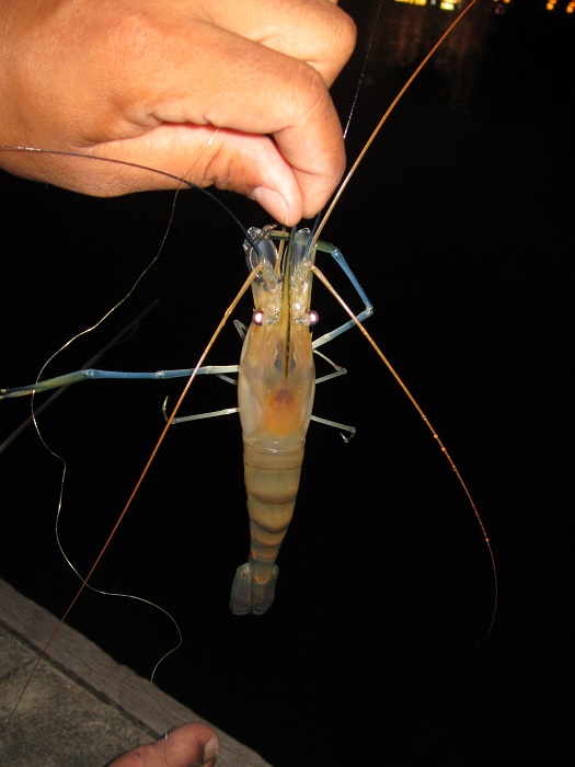 กุ้งสดๆจากแม่น้ำครับมีตัวต้องรีบตกครับเพราะเดี๋ยวกุ้งจะไม่สบาย(เดี๋ยวนี้มีพวกมักง่ายครับไม่ค่อยชอบใช