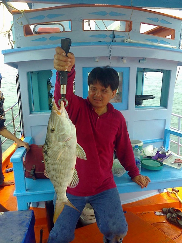 อัยยะ  !! ปลาอะไรใครทราบช่วยบอกที่ ครับ ใช่ หมูสีอะเป่า  

SIZE สวยที่เดียวครับ      


 :cheer