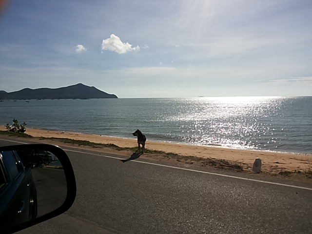 - ชายหาดบางเสร่ เเละ เจ้าสุนัขตัวน้อย สวยงามเหมาะเเก่การมาพักผ่อนจิงๆ คับ :grin: