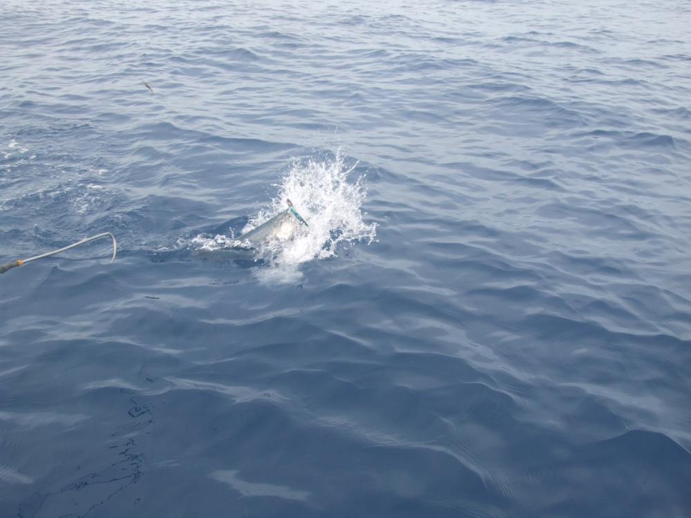 อินทรีตัวแรกคับ จับเหยื่อ Rapara สีฟ้าลายเสือครับ บริเวณหินเรือ กับเกาะกระเล็ก