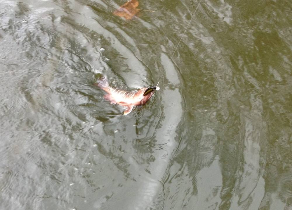 ปลาขึ้น ฝนหยุดดต้องรีบตีครับ  :laughing: :laughing:
