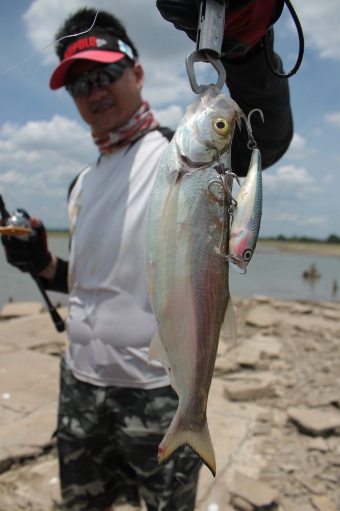 โดนจนได้ครับ............ปลาแปบ ควายครับ...กินโหด rapala skitter pop ขนาด 9   ครับ......แน่นอน :cool: