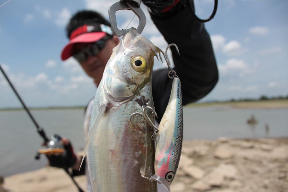 rapala skitter pop