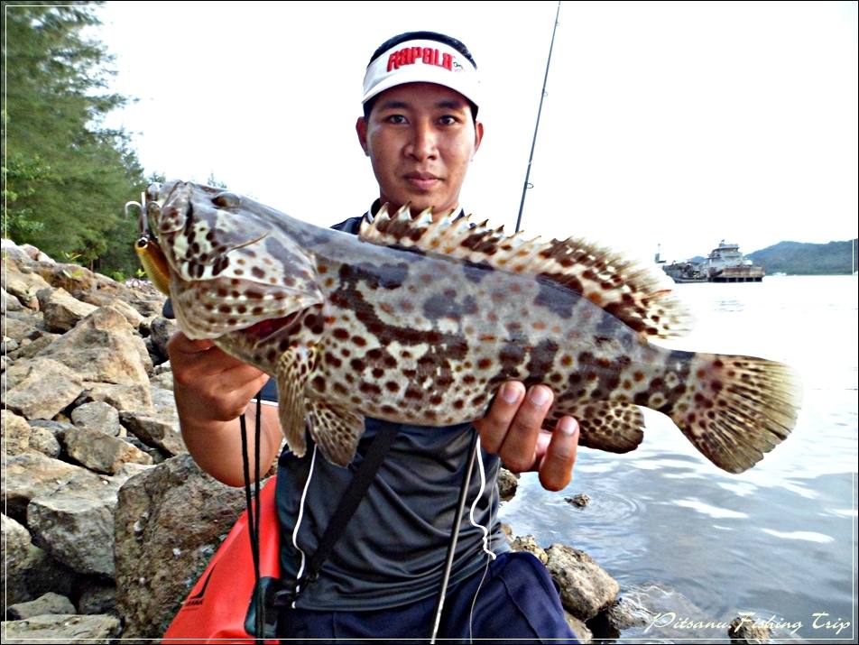 
 [center]ชายฝั่งสันเขื่อน..... [b]ปากคลองทับละมุ[/b] 

 เก๋าดอกแดง  Lure : RAPALA Fat rap 8 cm.[