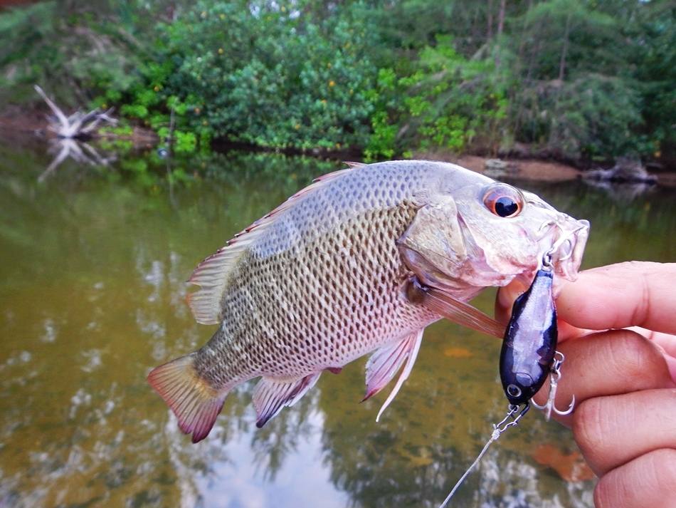 
 [center]ไซร์เล็กๆ กับอุปกรณ์ เบากับชุดนี้ 

Rod : Phenix Ultra MBX ROD UMBX-S700M (Spinning) 6-