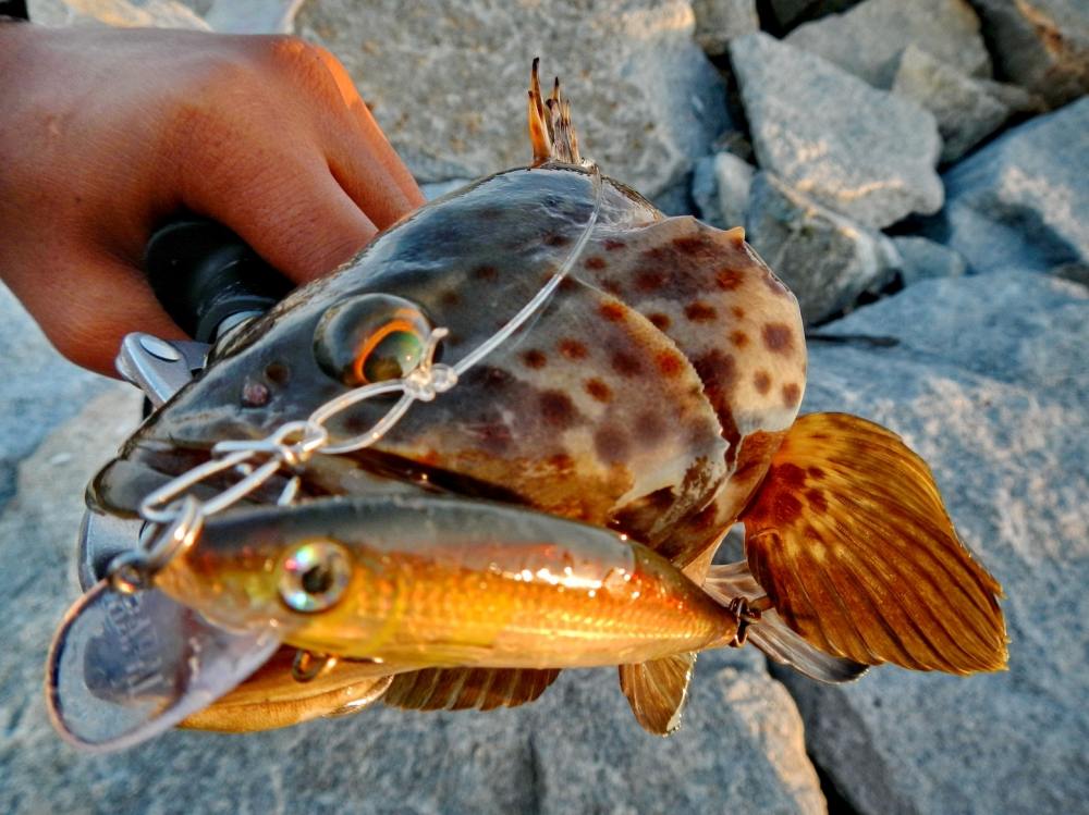  [b]ดำมาเชียวครับ....ตัวนี้ หลงกล....Rapala X-Rap CountDown  ครับ [/b] :umh: :umh: :umh: :umh: :umh: