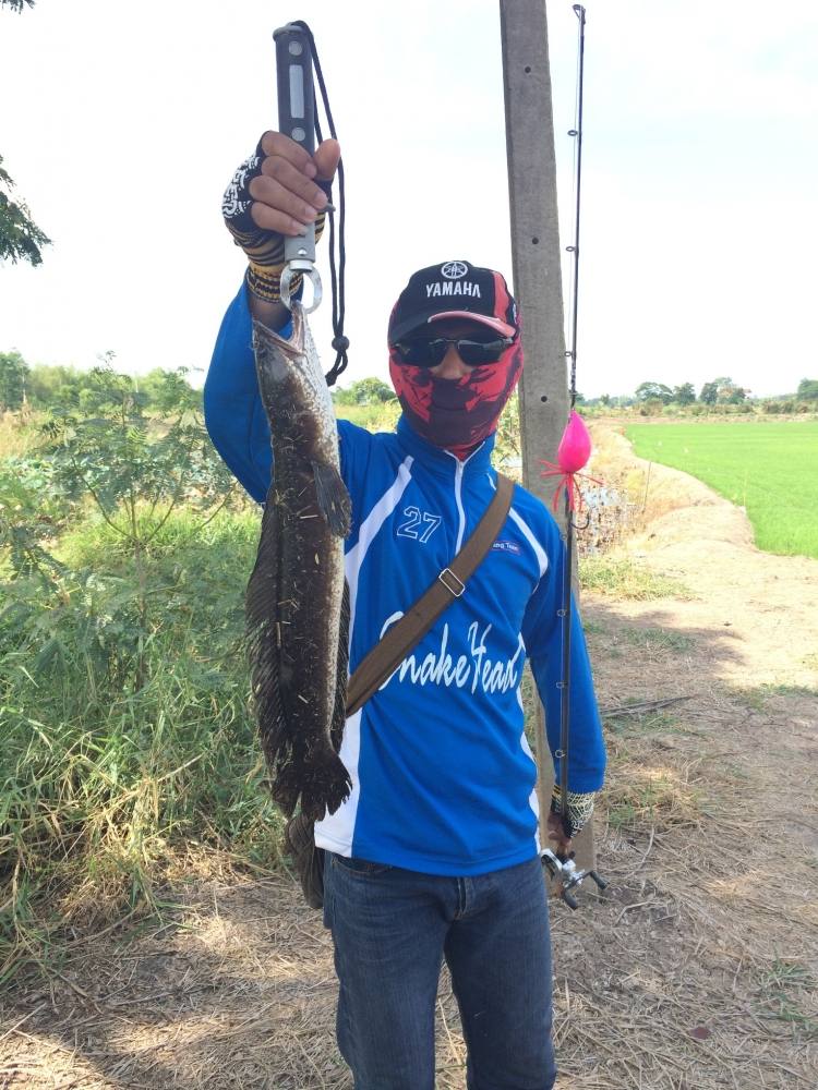 ไซร้โลล้วนๆ กับ SnakeHead Angler club