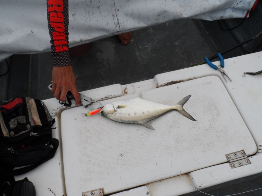 

เหยื่อ:Rapala maxrap fat shad 5 uv  :love: :love: :love: