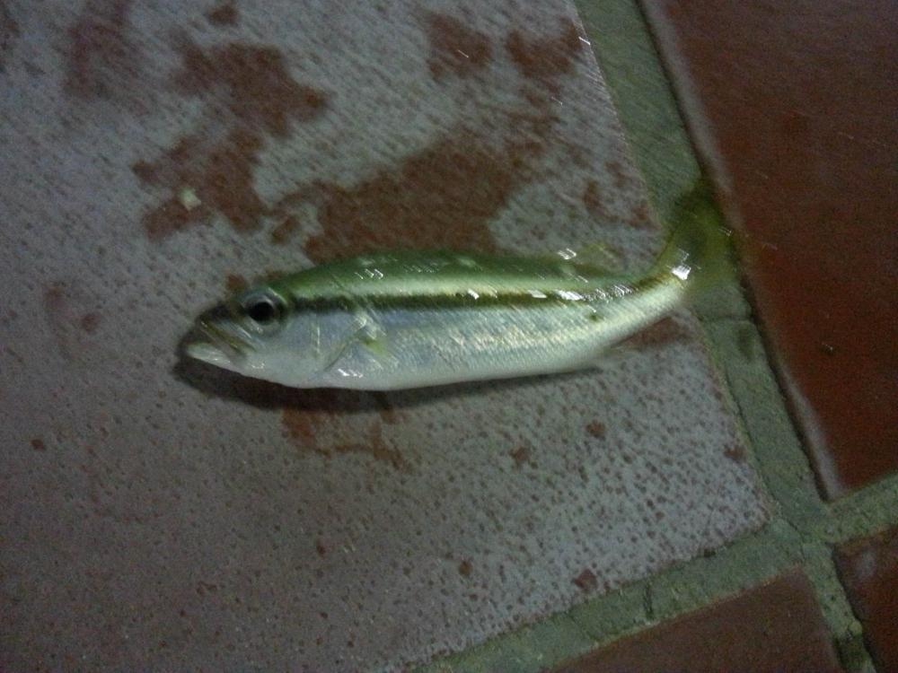 [q]เพิ่มชื่อปลานะครับ  
กระพงแถบจุดขาว
Lutjanus biguttatus[/q]

อาจไม่ได้โพสตอบน้าๆ ขออภัยล่วงหน