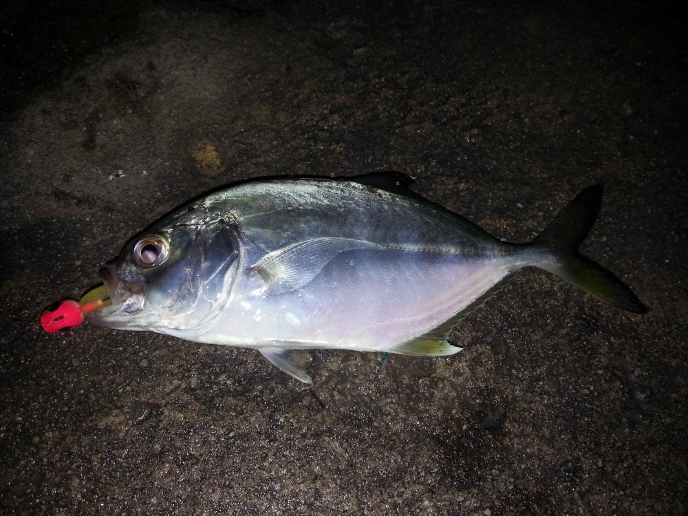 [q]ปลาตะคอง หรือ ปลาตะคองเหลือง หรือ ปลาทูทอง  Golden trevally[/q]
ตัวนี้ถัดจากทริป แรก(ที่สอง) มาอ