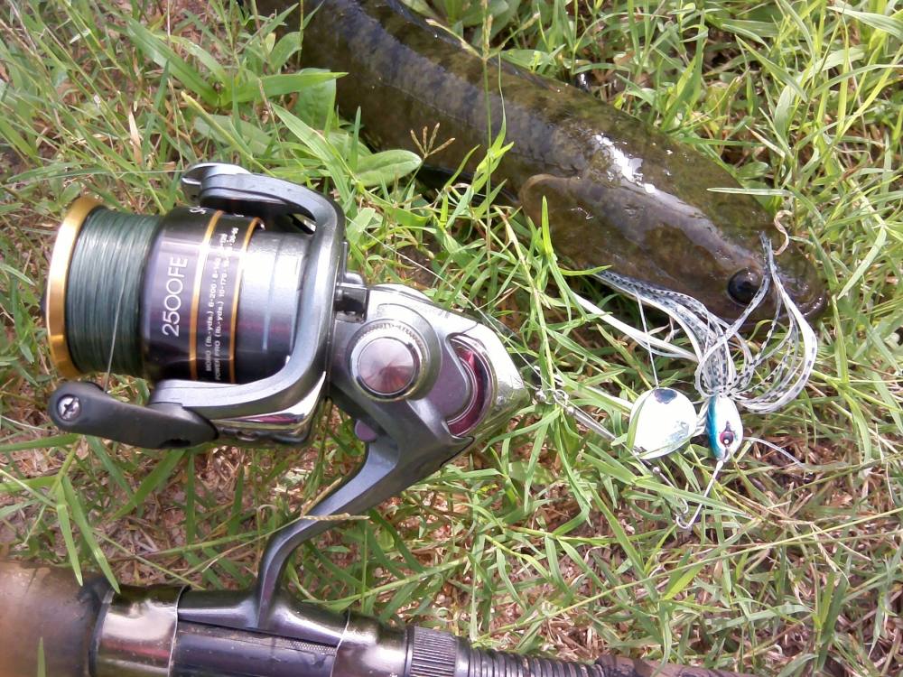 อุปกรณ์คู่ใจ Shimano: SAHARA 2500FE ของฟรีจากลุงแจ็ค
สาย FireLine ตัวต้นแบบของ Blue-R 

ก่อนจะปล่