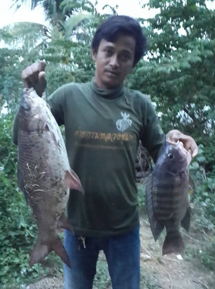 ส่วนยี่สกตัวนี้ของผมครับ  กินแล้วกระชากสายเซฟตี้หลุดมือไปเลยต้องไปเอาเรือป้าพายตามเหนื่อย ฟุดๆ ส่วนป