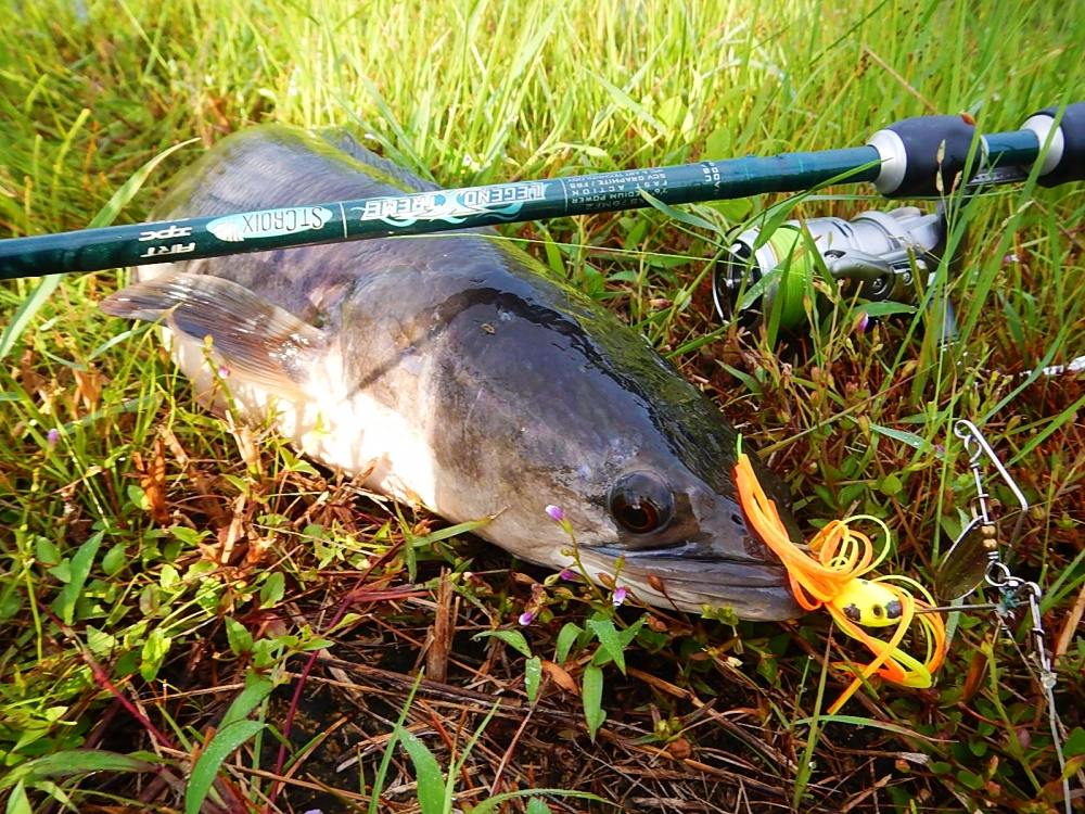 
[center]กับอุปกรณ์ชุดนี้เลยครับ

[b]Rod : LEGENDXTREME SPINNING ROD LXS76MF2 6 - 12 
Reel : Shi