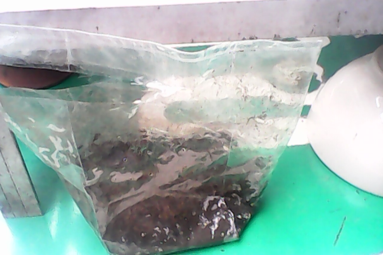 อันนี้ไส้เดือน :umh: