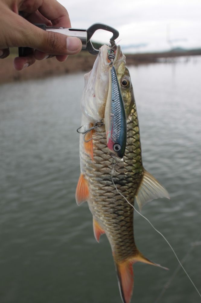RAPALA..rapala skitter prop 9   ตัวนี้ผมไม่เคยพลาดครับ..55555 เก็บทุกเขื่อนครับ... :love: :love: :lo