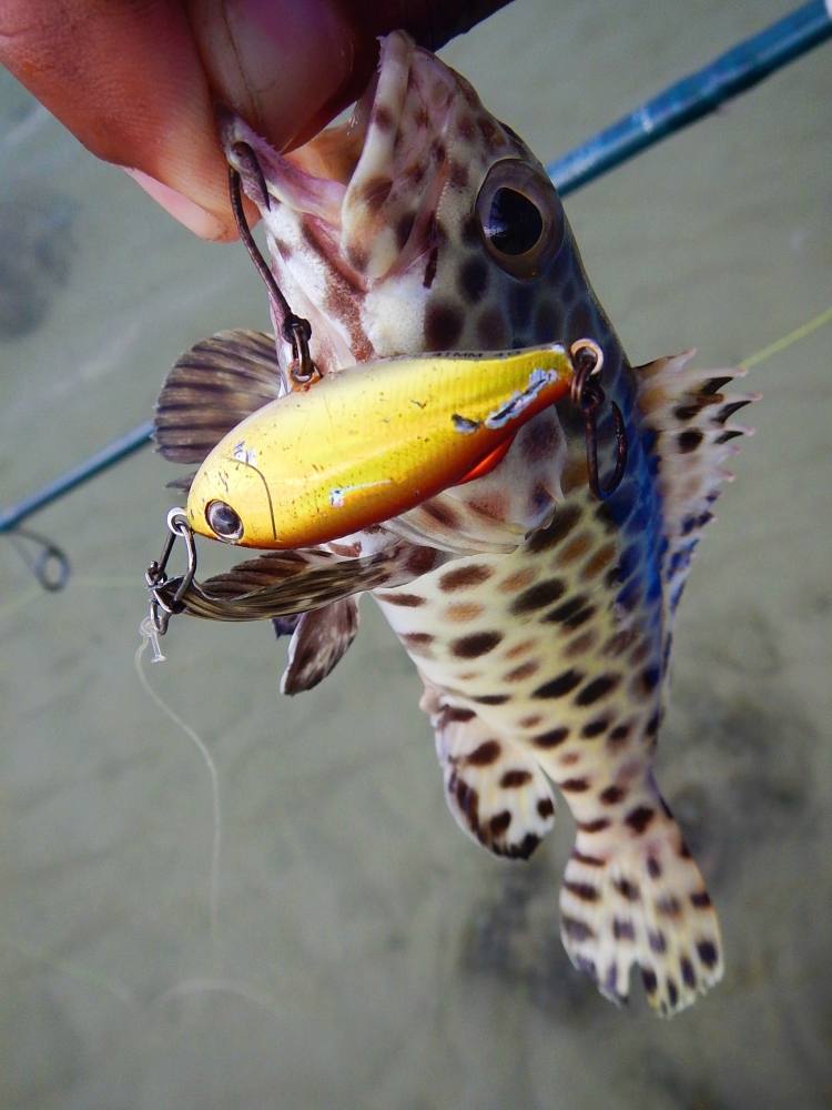 
 [center]เป็น..... [b]ปลาเก๋าตุ๊กแก[/b]  ขนาดย่อมๆครับ

Rod : LEGENDXTREME SPINNING ROD LXS76MF2
