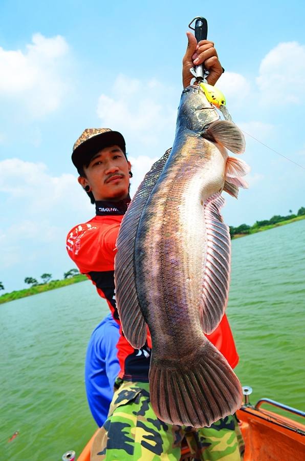 


 [center]ตีย้ำ ๆ กับ ชะโดจิบ สุดมันส์สส  :heart:

[b]
Fish : Snake Head Fish 

Reel : Shi