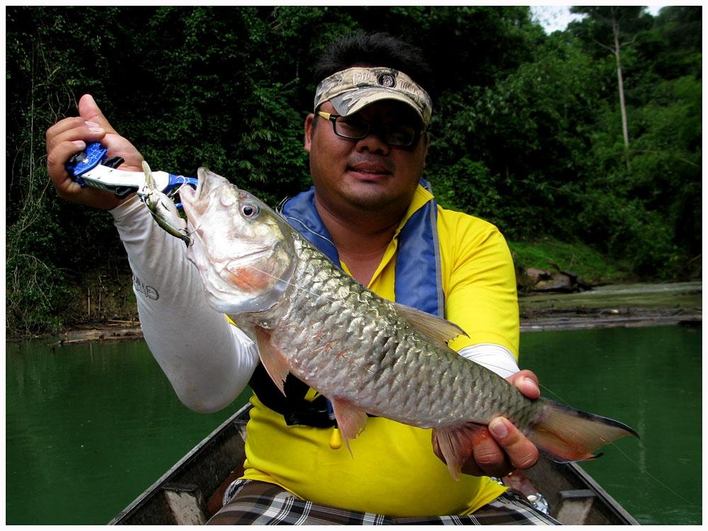 บางครั้งตอนที่เย่อปลากระสูบ  มีปลาชะโดไซด์สาม-สี่โลว่ายตามมาด้วยนะครับ

เหมือนจะชาร์ตปลากระสูบอีกท