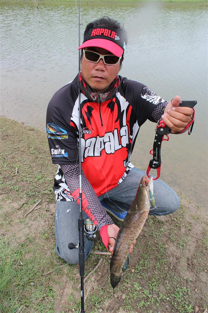 บ่ายๆลมแรงเลยกลับที่พัก ติีก เมืองเอก เอาเหยื่อ Rapala Bx Jointed Minnow ไปเดินตีใกล้ๆ ได้ปลาช่อนตัว