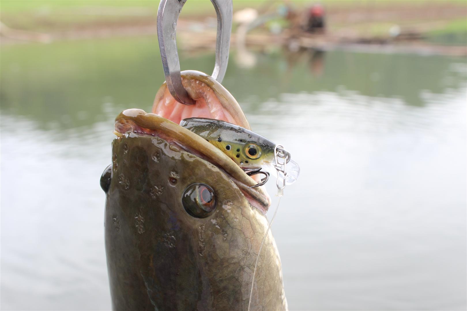 Rapala Bx Jointed Shad :grin: :grin: :grin: :grin: