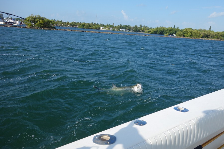 [b] [center]

Atlantic Tarpon หนึ่งในปลาที่อยากตกได้อีกชนิด ตั้งแต่เริ่มตกปลาเอาจริงเอาจัง

[/ce