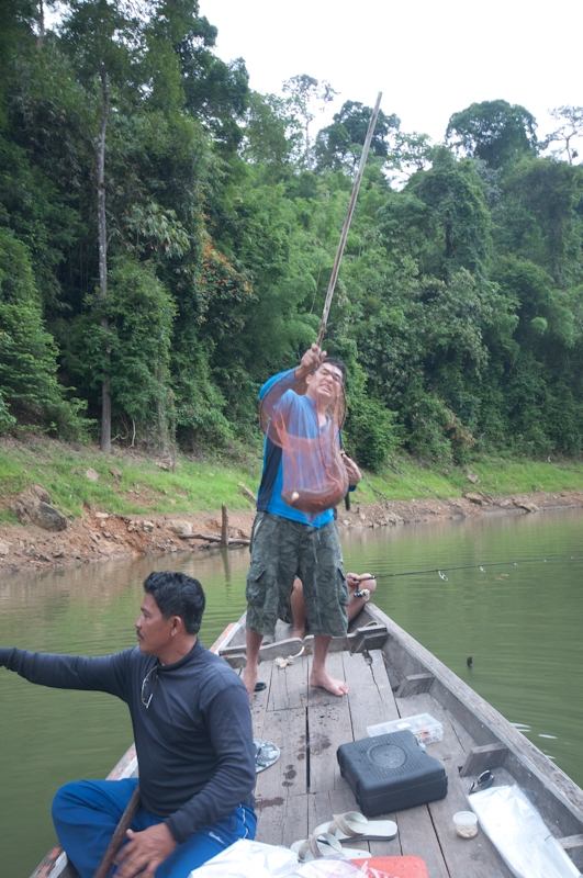 ปลาเข้าสวิง มีเพียงประโยคเดียวที่พี่นัทเอ่ยขึ้นมา 

"ทำไมมันไม่เป็นช่อนข้าหลวง"

... ไม่หล่อ ต