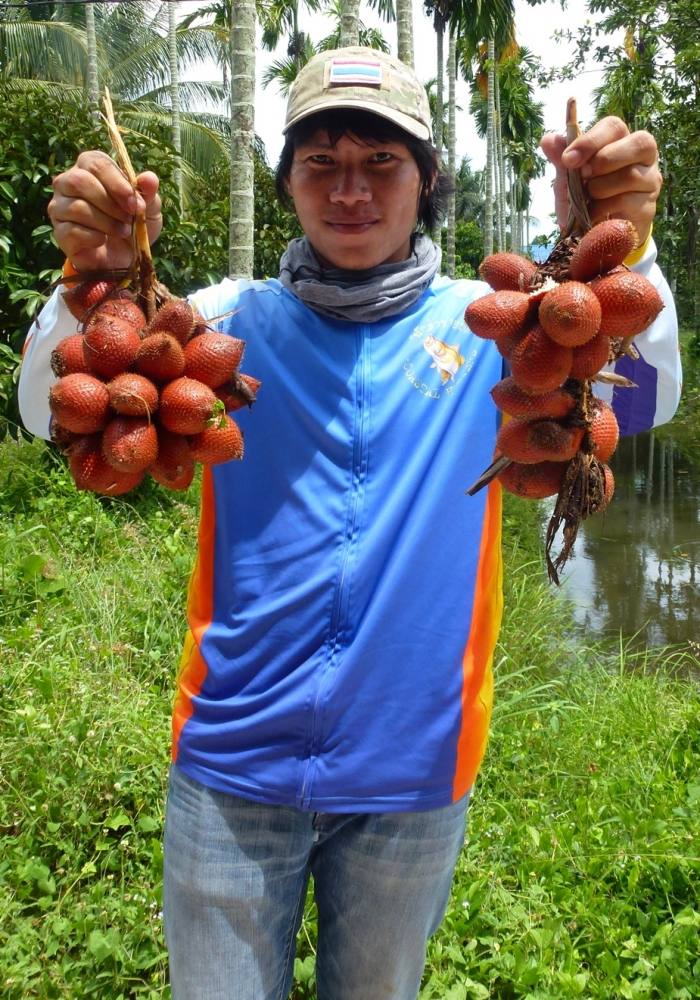 ถัดจากสวนมะพร้าว ต่อไปก็คือสวนมังคุดครับ น้องอุ้มโดนก่อนเลย....ซุปเปอร์โทรฟี่....อย่างเปรี้ยว...ระกำ