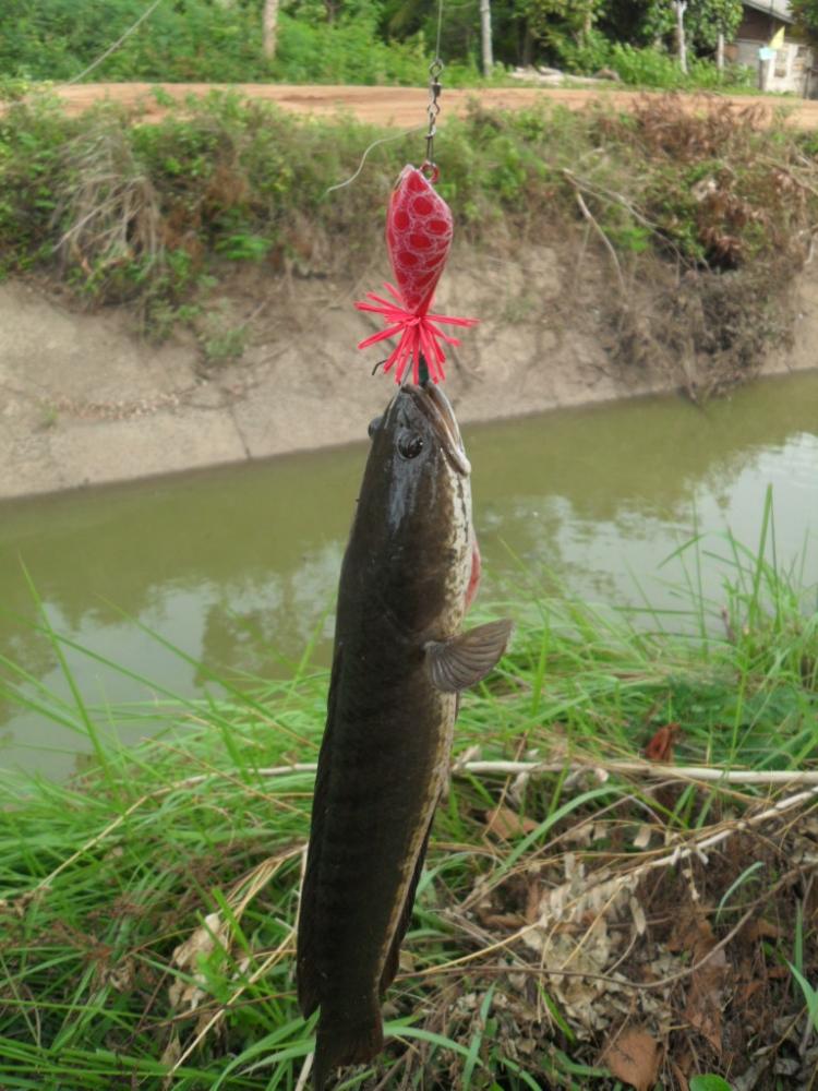 2  รูป กับเหยื่อ  Sucker Frog