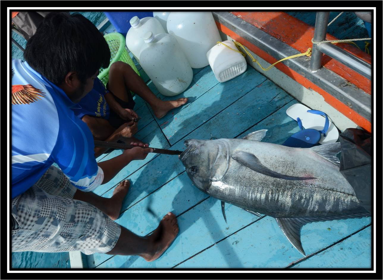 ส่วนท้ายเรือ นายหัวอ๊อฟก็จัดหนักเหมือนกันครับจัดบิ๊กมงมาหนึ่งตัว  เป็นช่วงชุลมุนครับหลายคนโดนปลากัดห