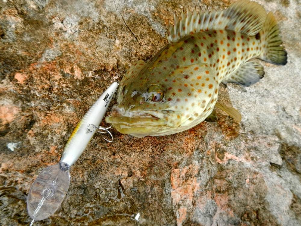  [b]เป็นเก๋าไซด์สวยๆ..นี่เอง ครับ .......กัด     Rapala Maxrap Fat Minnow ..สี Fayu ครับ [/b] 