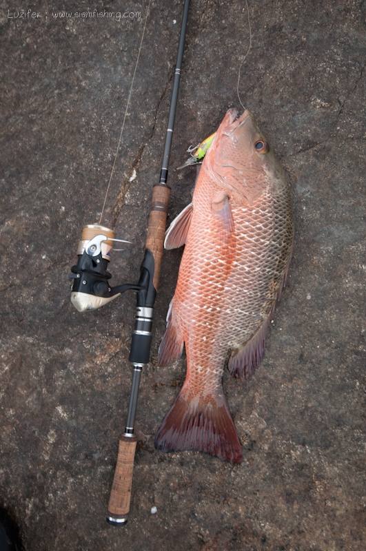 FC monster ; Neon 6-14lb.
Shimano ; AX1000FB
Unika ; PE saltwater

ชุดนี้ใช้โหดครับ มีทริปชายฝั่