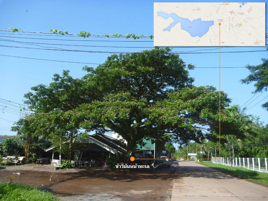  [center]ถนนทางเข้าเขื่อนล่างมีร้านอาหารจานด่วนเจ้าประจำ มีจุดสังเกต ต้นไม้ใหญ่หน้าร้าน[/center]